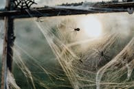 窗户上的蜘蛛网和假蜘蛛特写，是完美的万圣节装饰