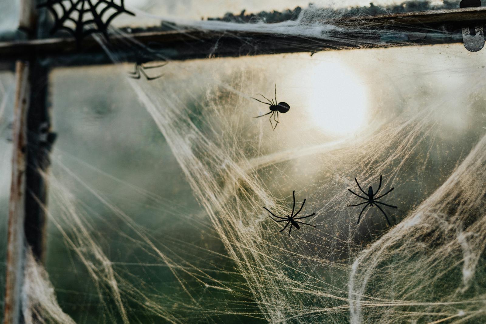 窗户上的蜘蛛网等待猎物落入陷阱 库存照片. 图片 包括有 结构, 特写镜头, 早晨, 食肉动物, 本质 - 269002420