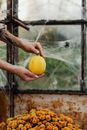 Lemon in Female Hands