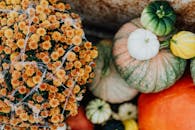 蜘蛛网覆盖着南瓜和菊花，秋景充满活力