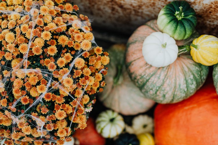 Ornamental Pumpkins And Chrysanths Flowers Covered With Spiderweb For Halloween Decoration