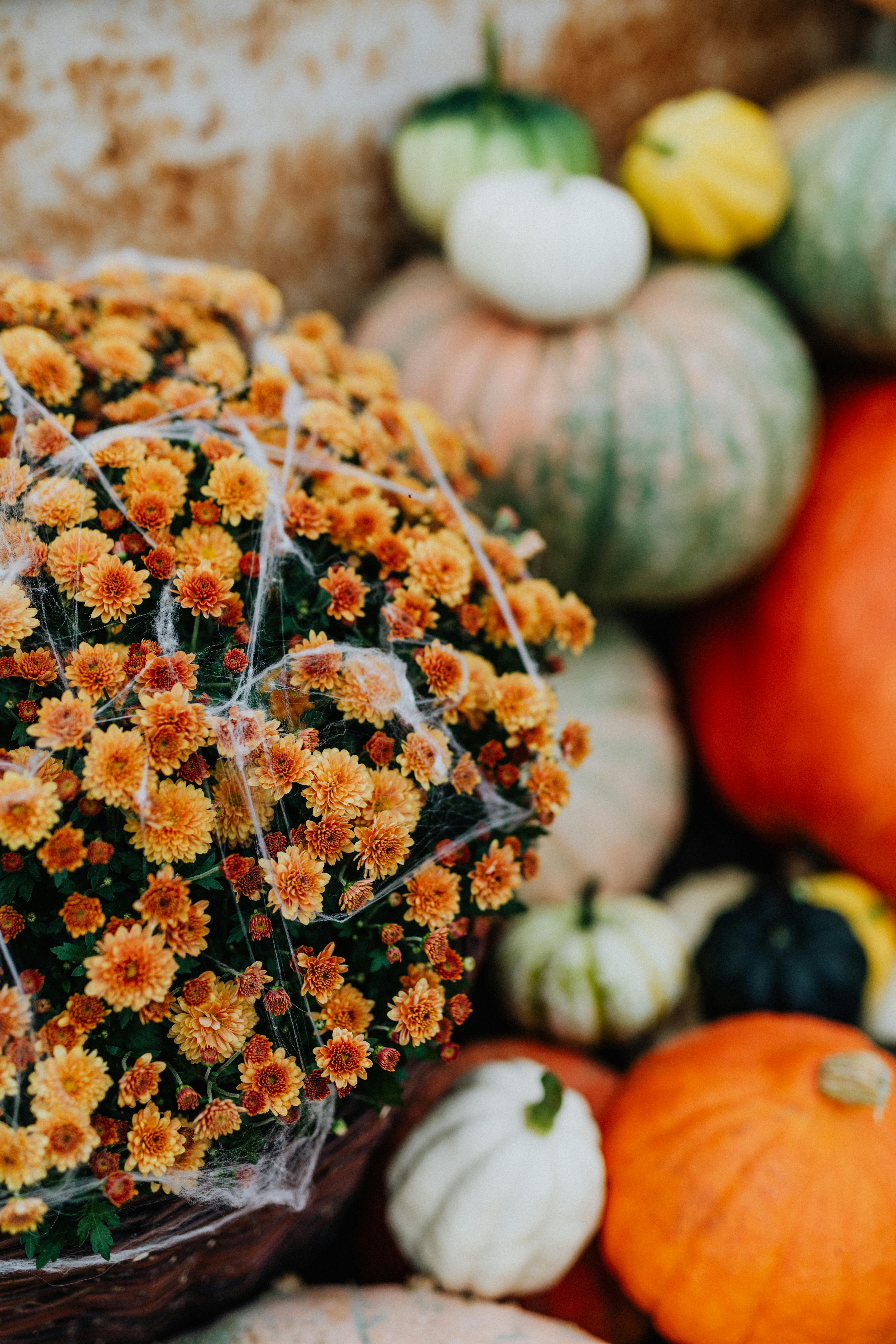 南瓜和妈妈充满活力的展示，非常适合秋季主题或作为装饰灵感