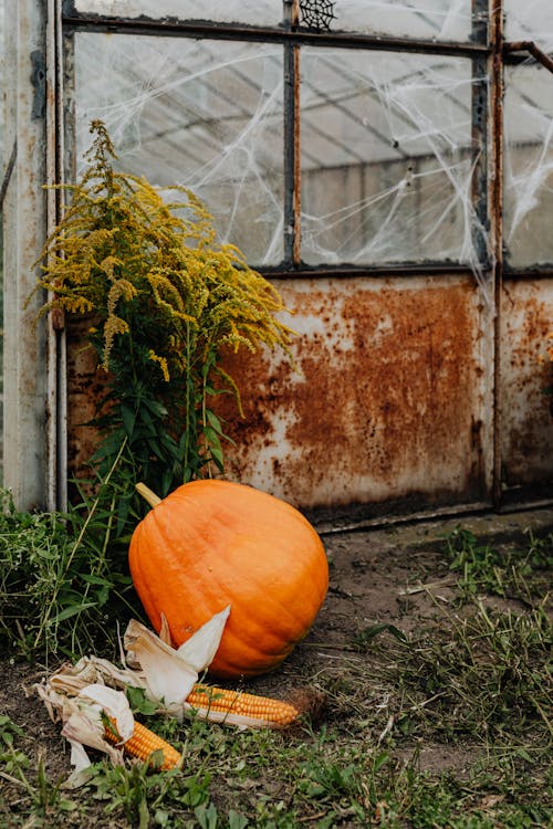 Outdoor Decoration from Pumpkin and Corn