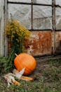 生锈的背景衬托着南瓜和玉米，尽显秋天的乡村魅力