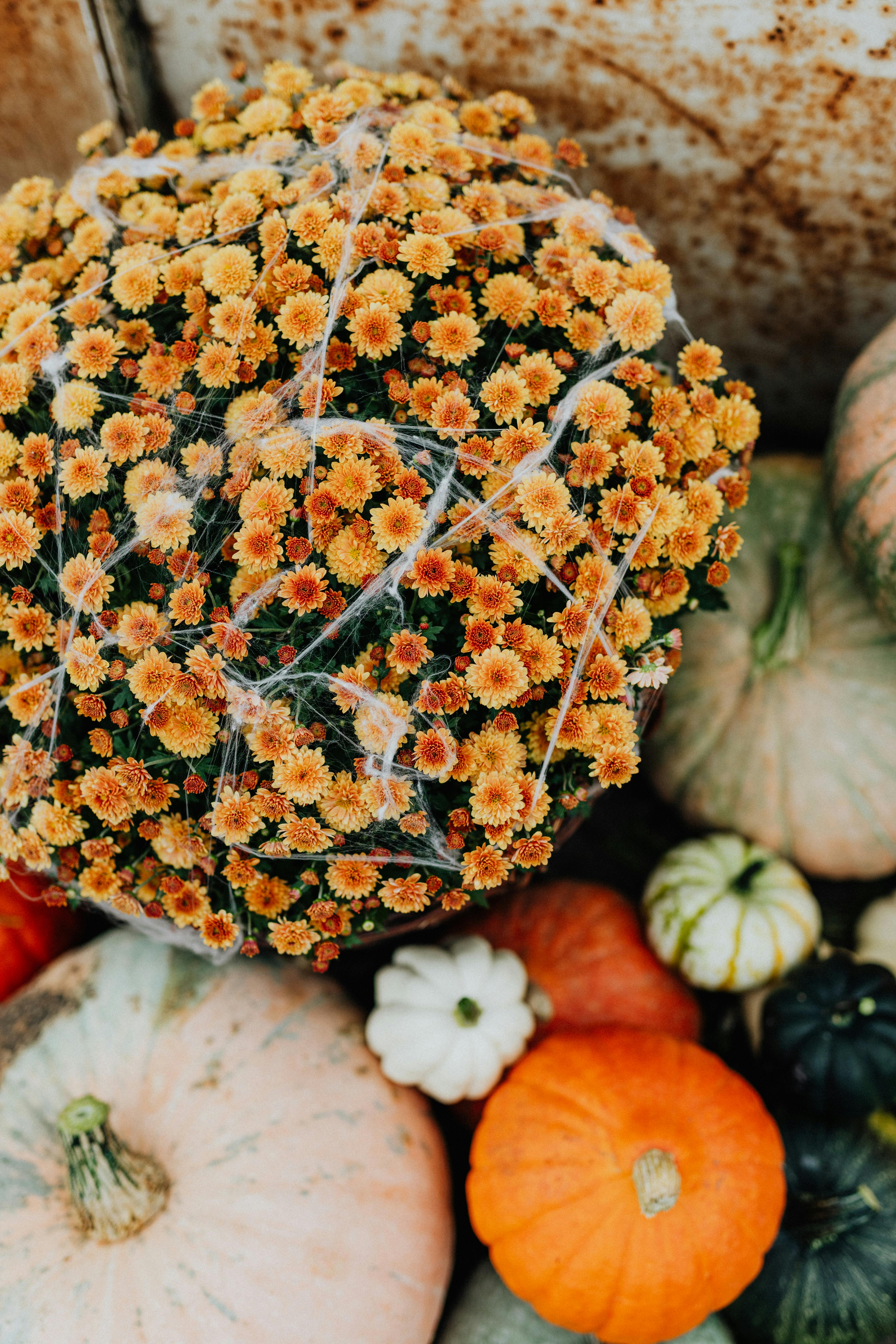 充满活力的秋季展示以南瓜和蜘蛛网覆盖的花朵为特色，进行了季节性装饰