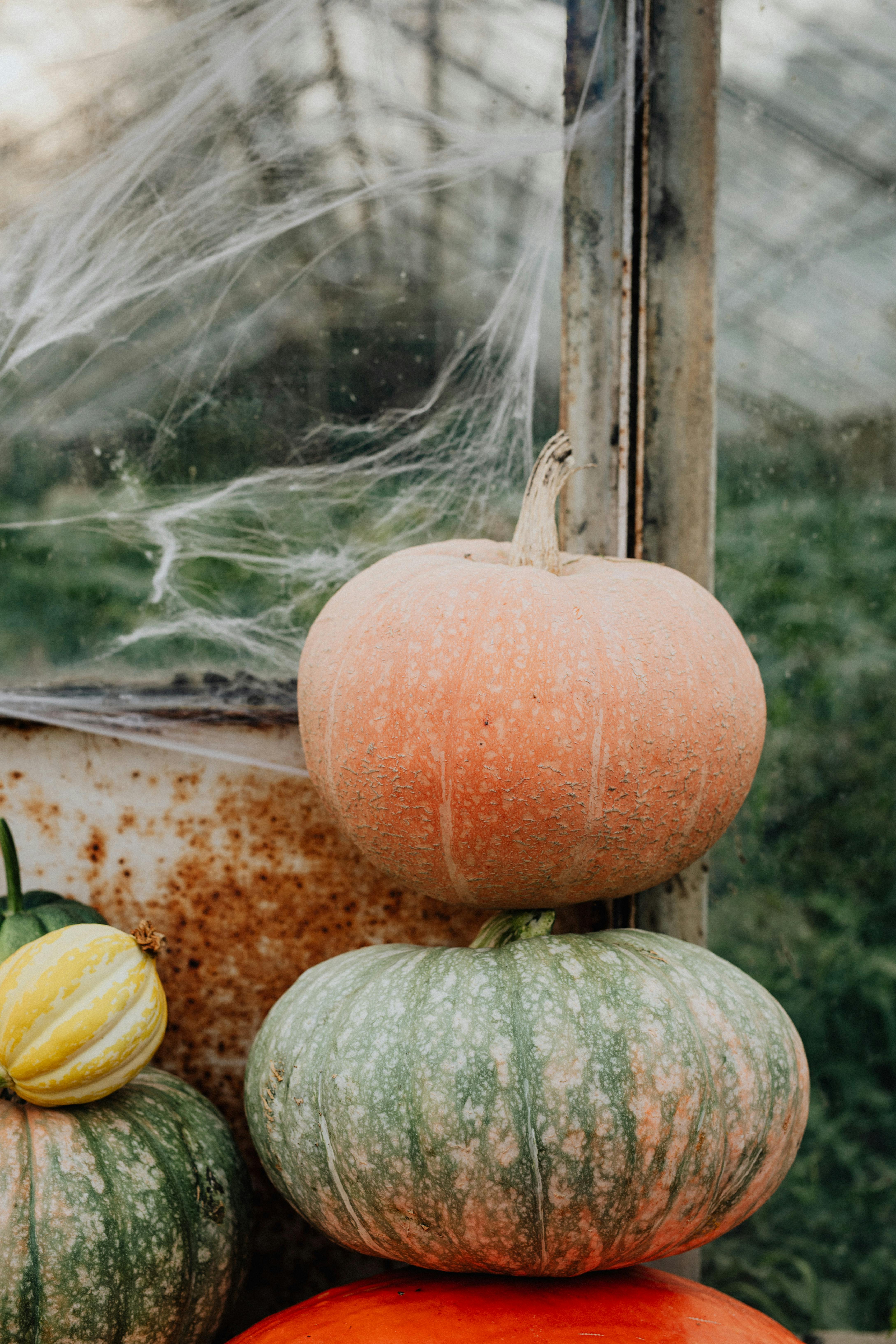 stack of ornamental pumpkins and a spiderweb