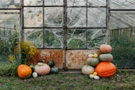 在一个长满南瓜、蜘蛛网和郁郁葱葱植物的温室里，环境质朴而富有秋意