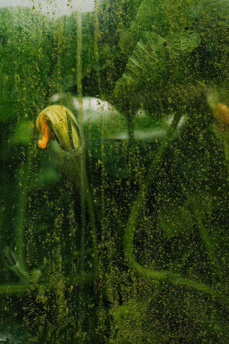 Plants Seen Through Stained Glass