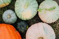 Bunch of Ornamental Pumpkins 