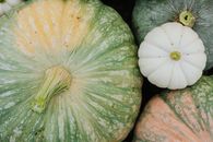 Pile of Garden Pumpkins 