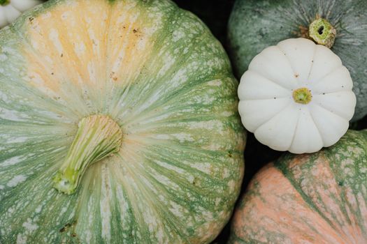 Pile of Garden Pumpkins 