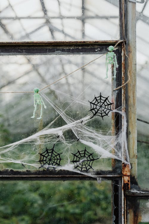 Základová fotografie zdarma na téma halloween, kostry, okna