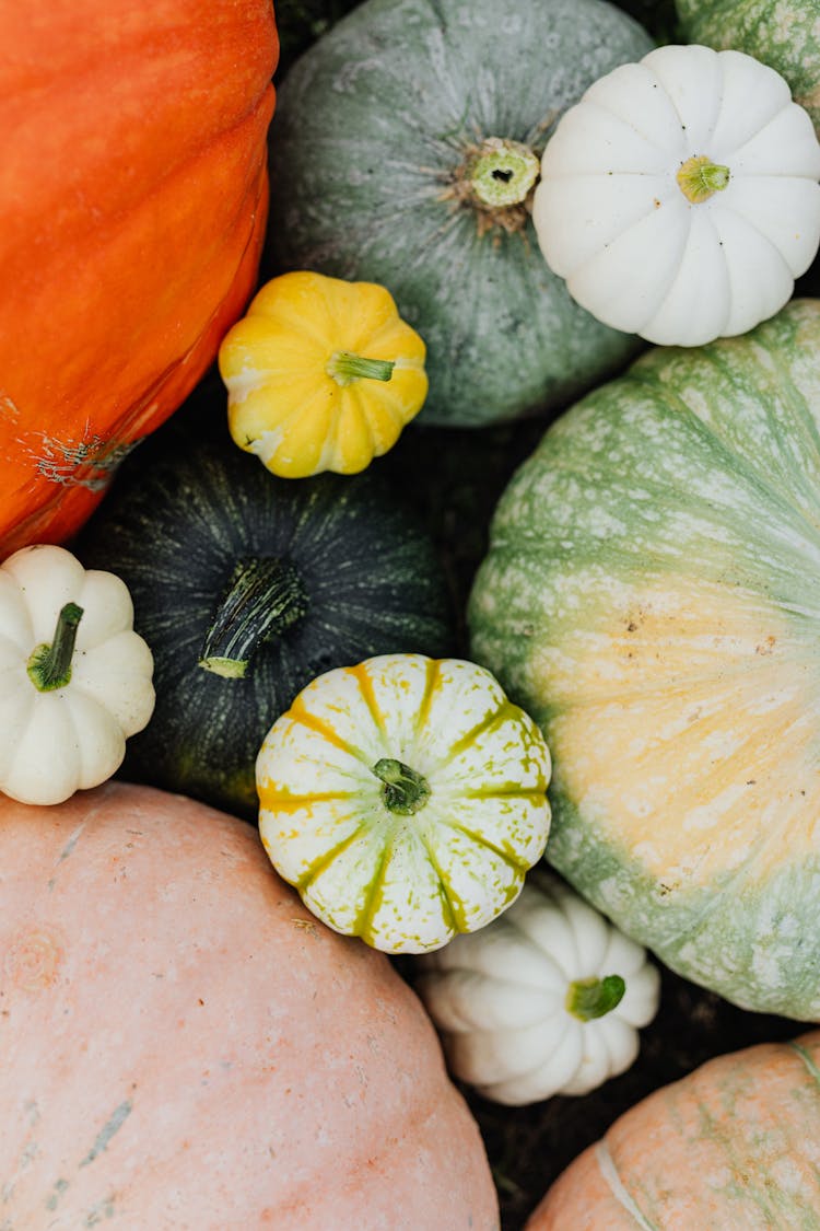 Close Up Of Colorful Pumpkins