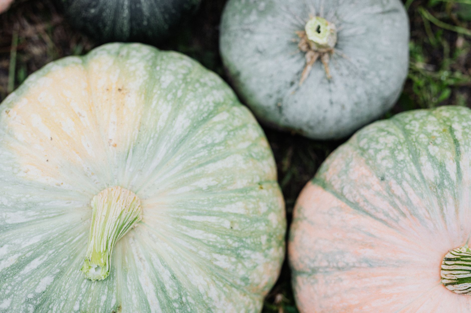 Pumpkins: More Than Just a Pretty Face – A Nutritional Powerhouse!
