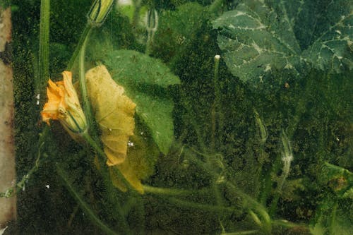 Flower and Leaves behind Glass