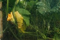 Green and Yellow Leaf Plant