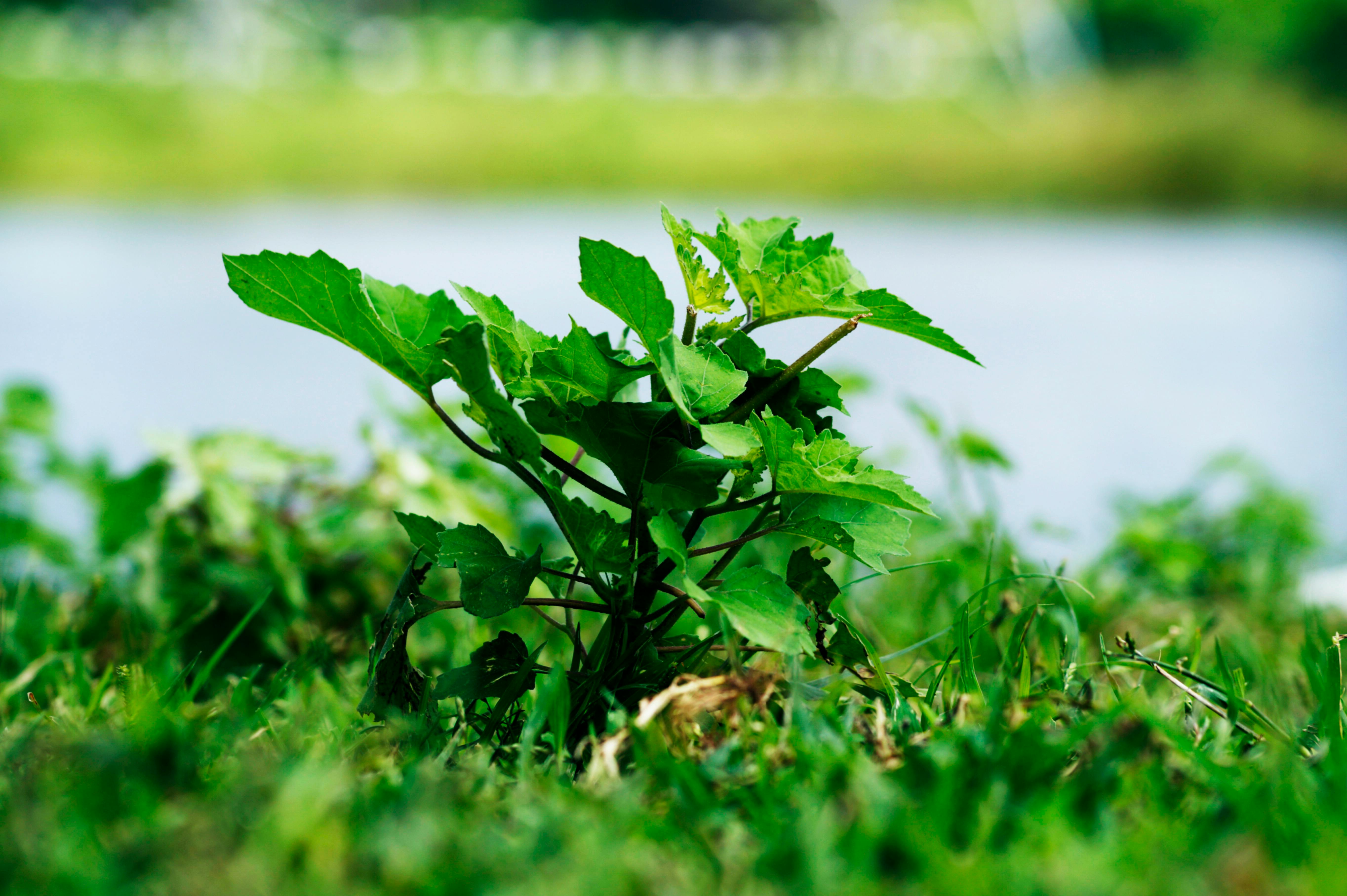 Natureshoot 壁紙 緑の無料の写真素材