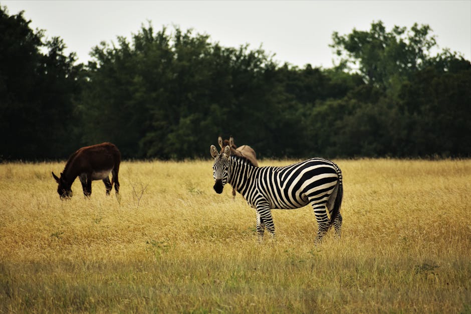 Zebra standing in a field with donkeys grazing, surrounded by lush greenery.