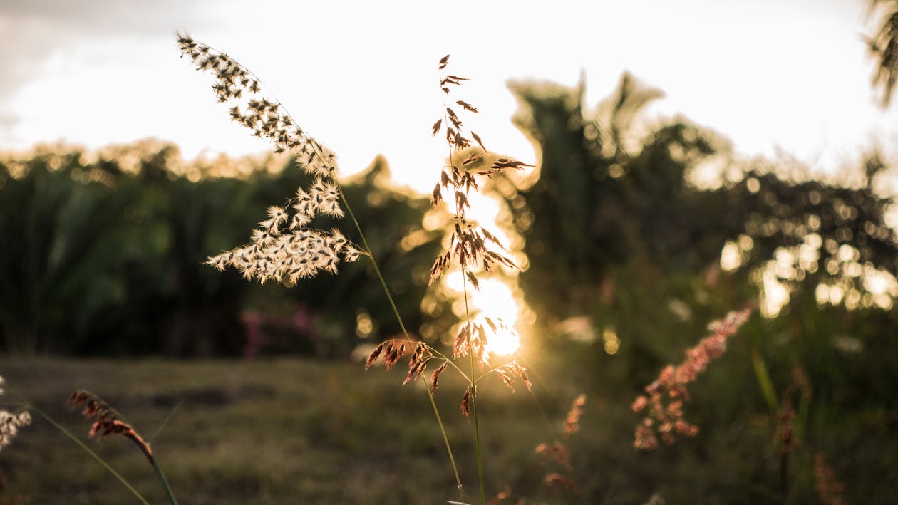 Free stock photo of flower, pink flower, plam trees