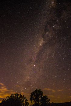 夜幕下，银河系的迷人景色在树木轮廓上闪闪发光