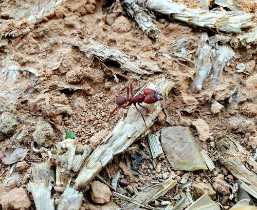 Free stock photo of ant, beauty of nature Stock Photo
