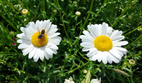 Free stock photo of bee, blooms, daisy Stock Photo