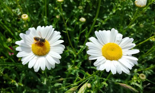 Free stock photo of beauty of nature, bee, flowers Stock Photo