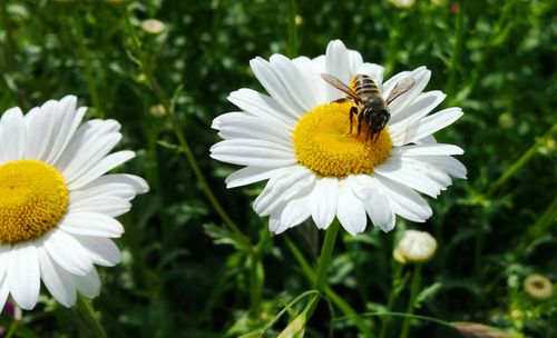 Free stock photo of bee, flower, flowers Stock Photo