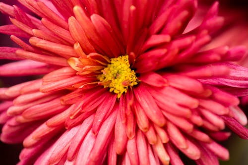 Imagine de stoc gratuită din close-up extrem, floare roz, floră