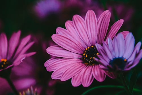 Macro Photography of Pink and White Multi Petaled Flower · Free Stock Photo