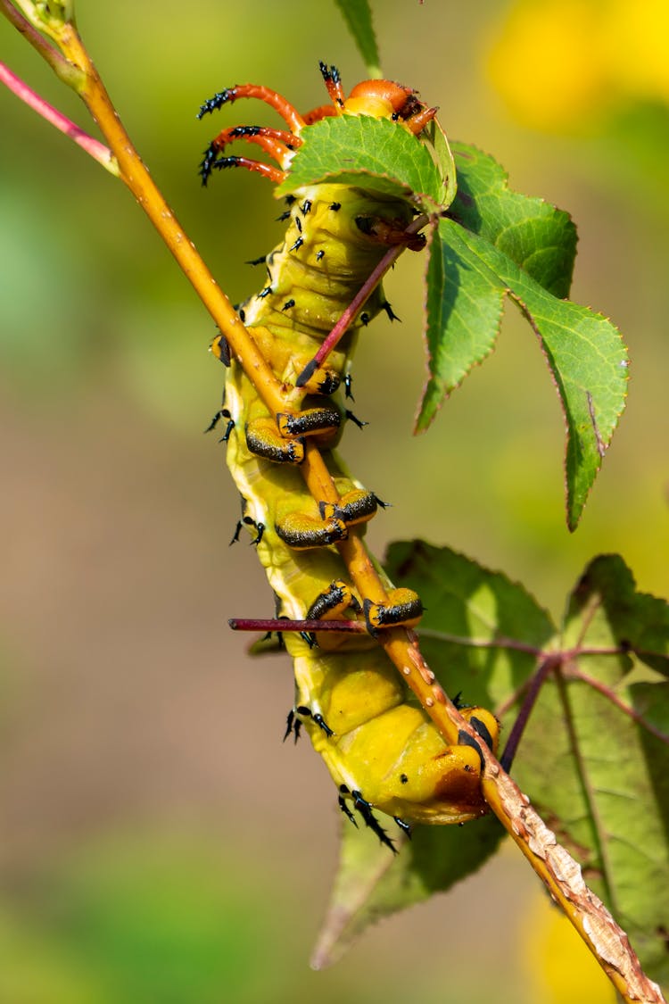 Regal Moth Crawling On The Twig Of A Plant