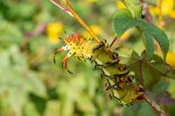 Yellow and Black Caterpillar on Green Stem