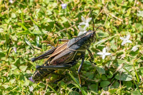 Macro Shot of a Grasshopper