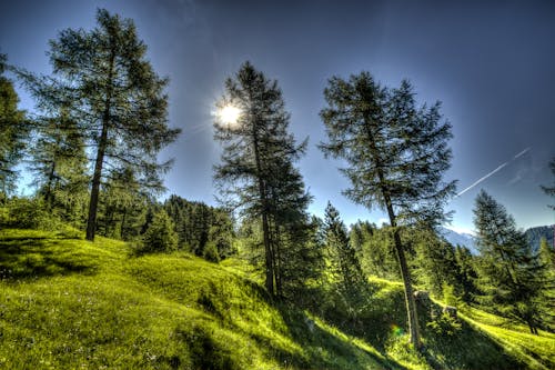 免费 森林风景摄影 素材图片