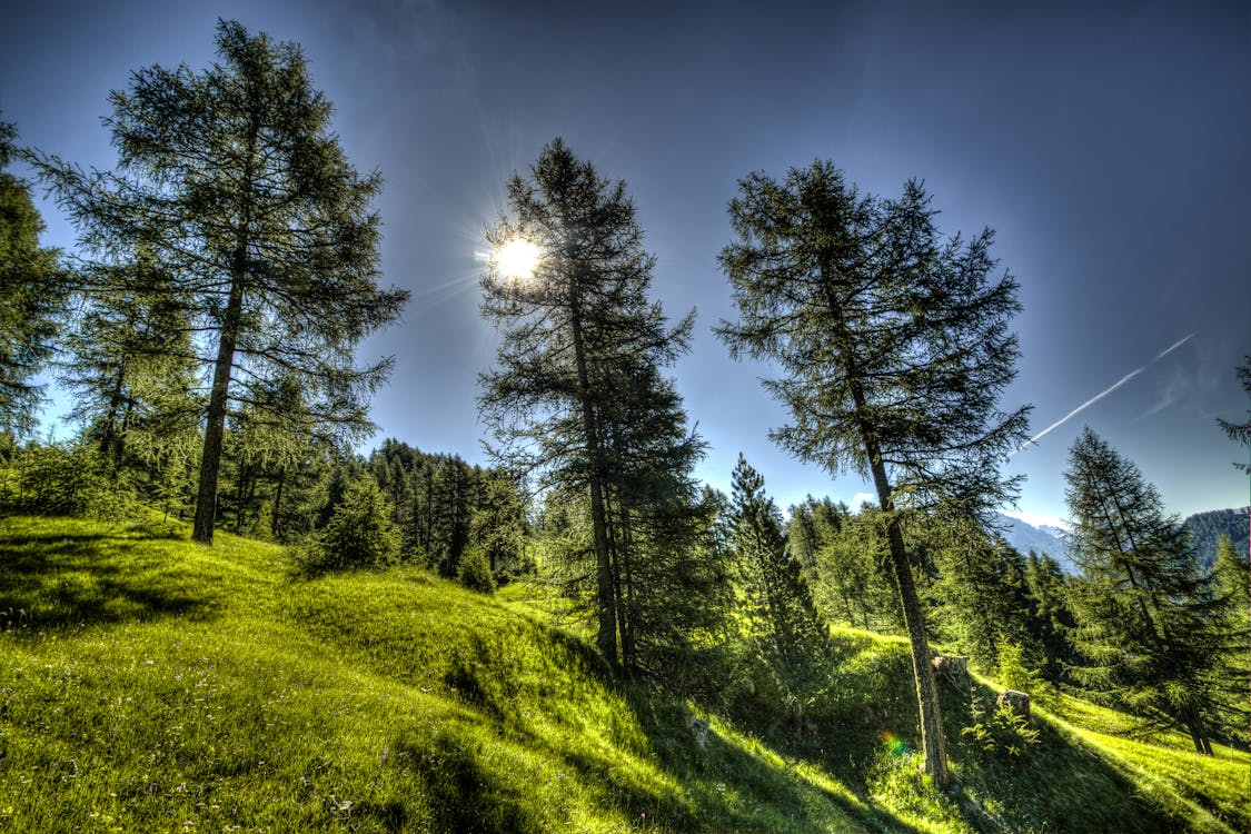 Základová fotografie zdarma na téma borovice, denní světlo, hory