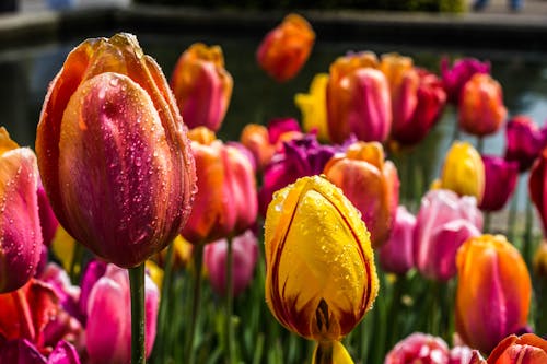 Bett Aus Verschiedenfarbigen Tulpenblütenknospen