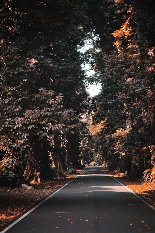 Road among Trees
