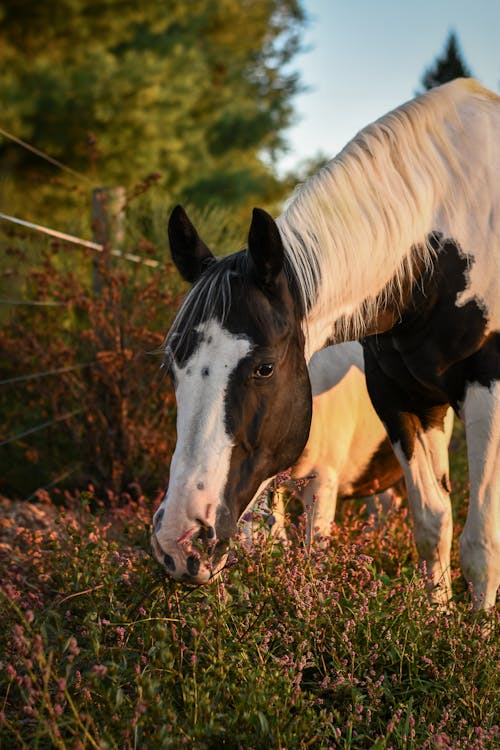 Gratis Immagine gratuita di animale, avvicinamento, cavallo di vernice americano Foto a disposizione