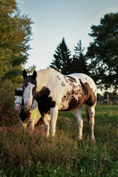 Free An American Paint Horse and a Foal Stock Photo