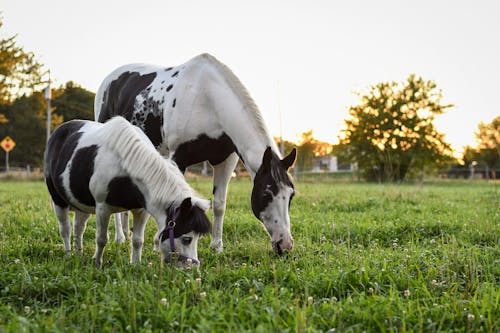 Fotos de stock gratuitas de animal, caballos de pintura americanos, césped