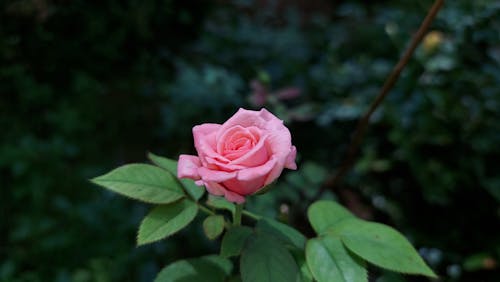 Gratuit Photos gratuites de fermer, fleur rose, fleurir Photos