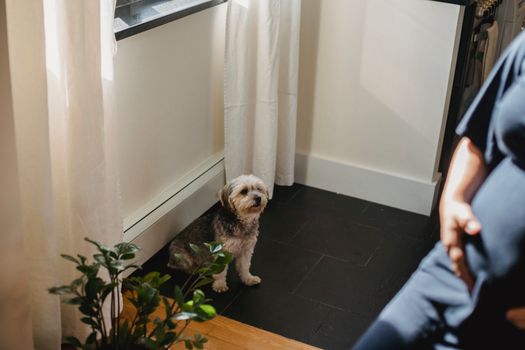室内，一位孕妇平静地看着约克夏犬