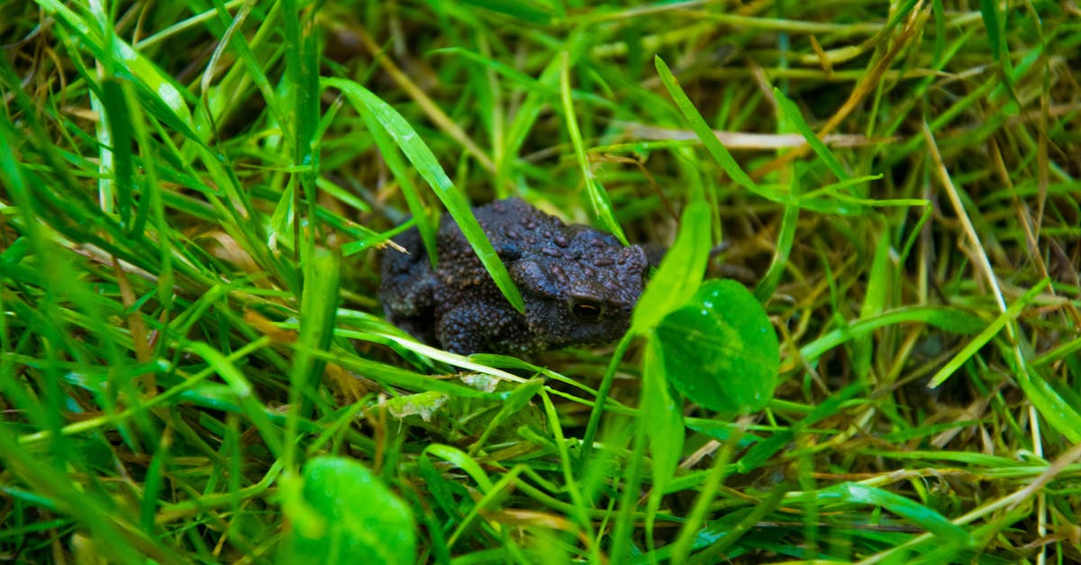 Free stock photo of frog, grass, green