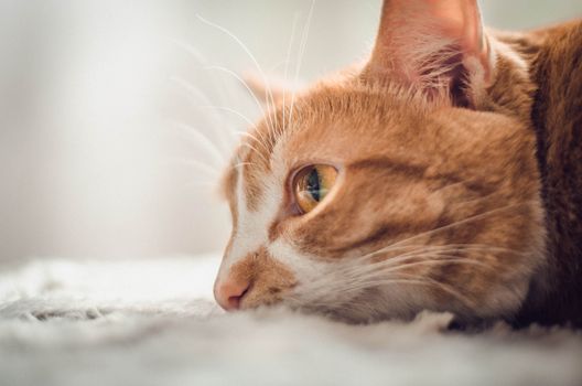 一只橙色虎斑猫躺在室内柔软的表面上，眼睛和胡须清晰可见