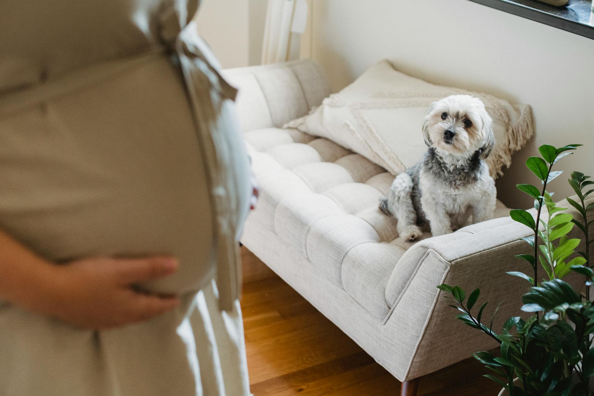 Small dog looking at pregnant woman