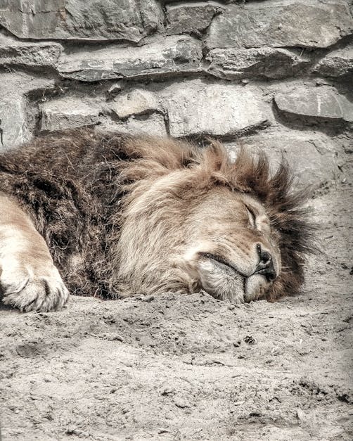 Free stock photo of Leo, sleep, zoo