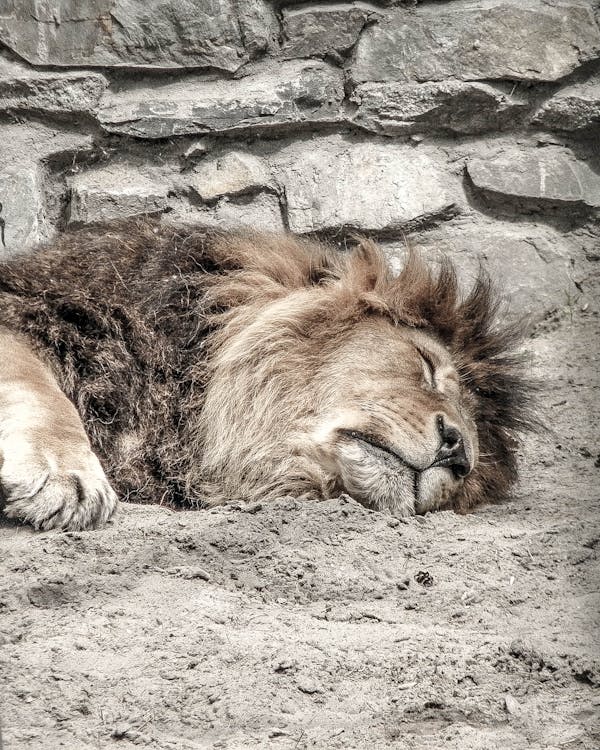 Kostnadsfri bild av djurpark, lejonet, sova