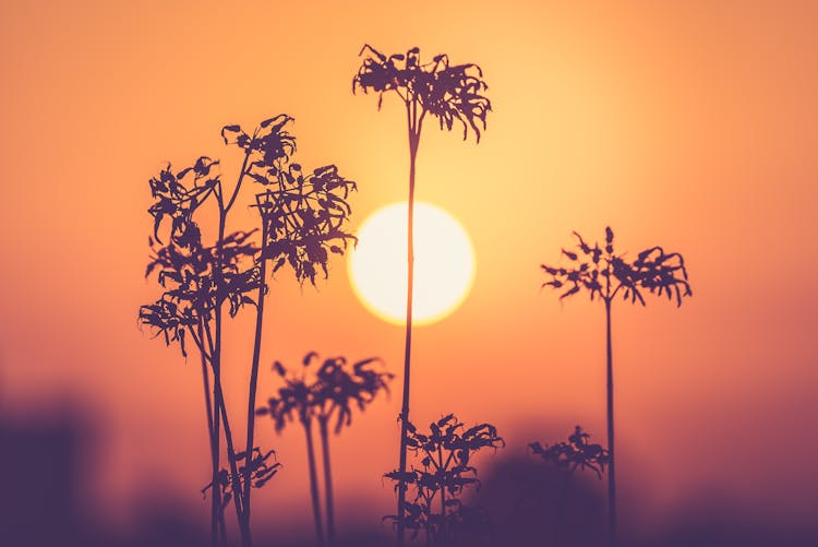 Silhouette Of Plants During Golden Hour