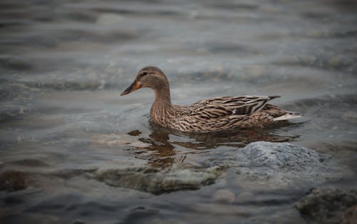 Brown Duck in Body of Water