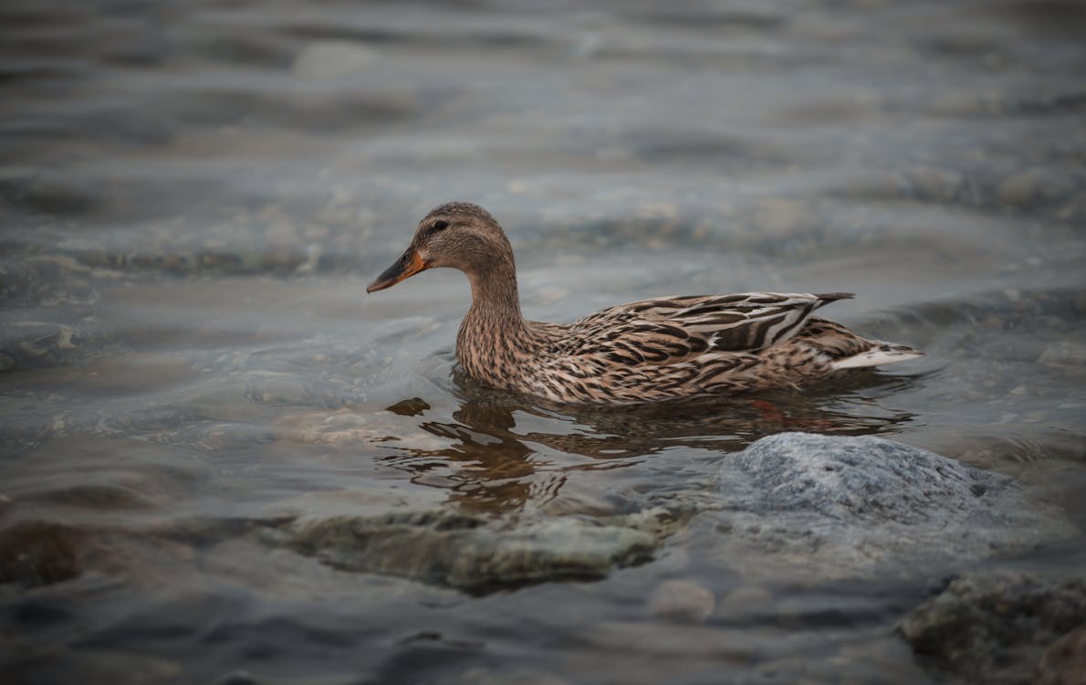 Free Brown Duck in Body of Water Stock Photo
